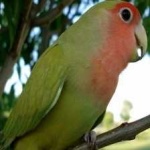 image of bird