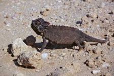 image of african_chameleon