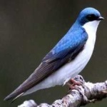 image of bird