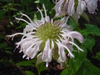 image of flower