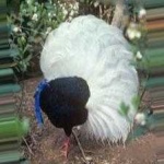 image of bird