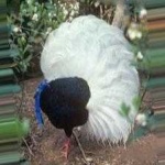 image of bulwers_pheasant #0