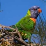 image of bird