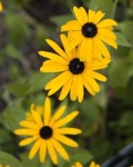 image of flower