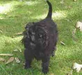 image of affenpinscher