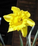 image of flower