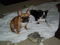 image of toy_terrier