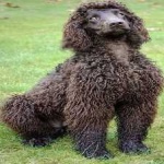 image of animal