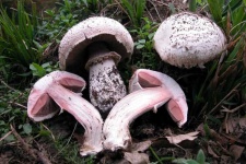 image of mushrooms