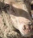 image of animal