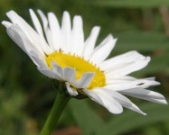 image of daisy