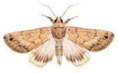 image of moth #19