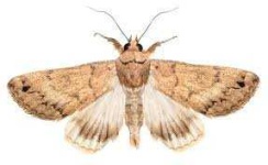 image of animal