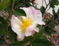 image of flower