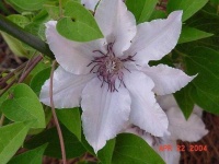 image of clematis #25