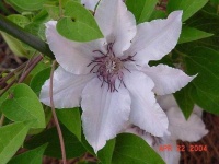 image of flower