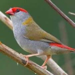 image of bird