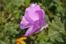 image of flower