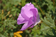 image of pelargonium #10