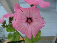 image of flower