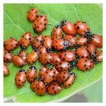 image of ladybugs #33