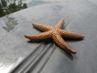 image of starfish #33