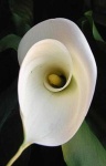 image of giant_white_arum_lily #41