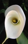 image of flower