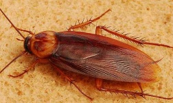 image of cockroach
