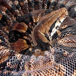 image of night_snake