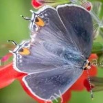 image of animal