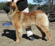 image of leonberg