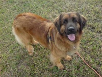 image of animal