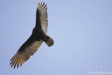 image of vulture