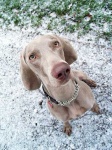 image of weimaraner
