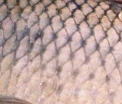 image of texture