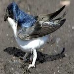 image of bird
