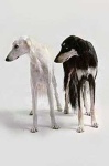 image of saluki
