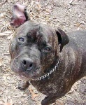 image of american_staffordshire_terrier