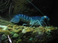 image of crayfish