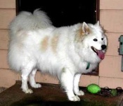 image of samoyed
