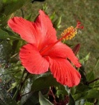 image of flower
