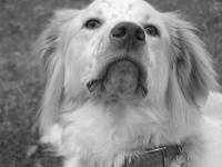 image of english_setter