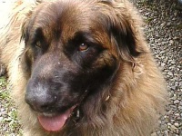 image of animal