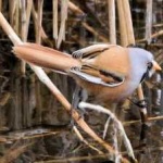 image of bird