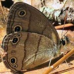 image of animal