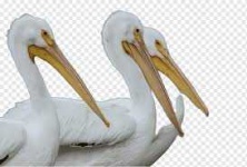 image of animal