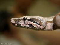 image of boa_constrictor #32