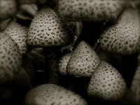 image of mushroom