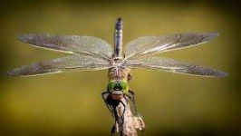 image of animal